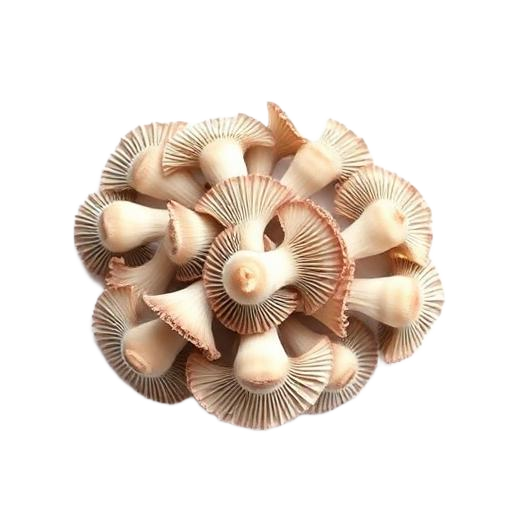 Oyster Mushroom · 平菇